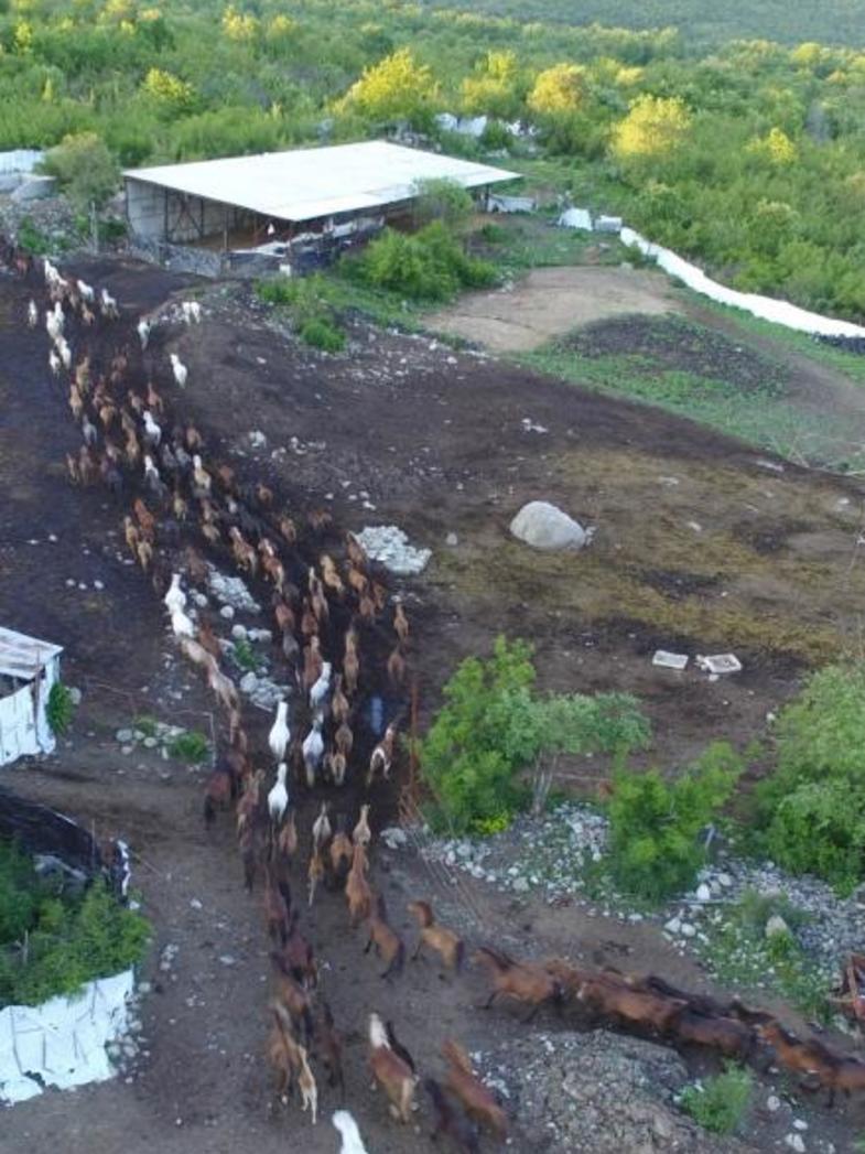 κοπάδι αλόγων2