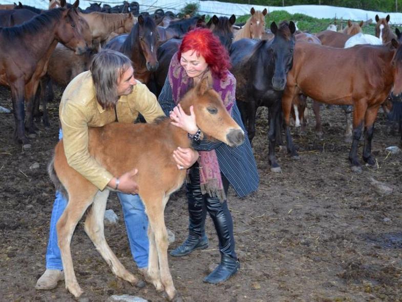 κοπάδι αλόγων5