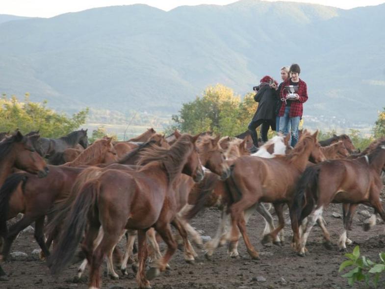 κοπάδι αλόγων6