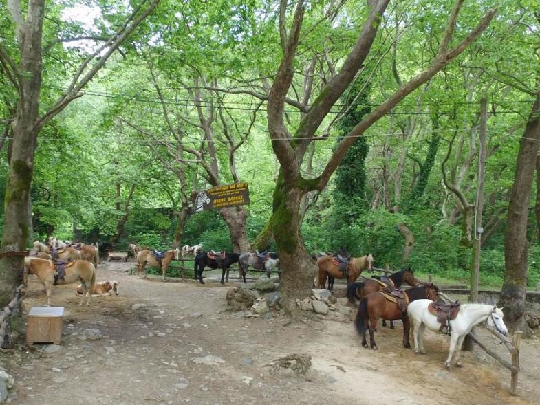 κοπάδι αλόγων7